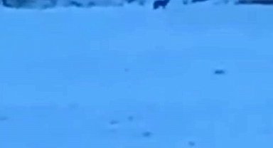 Manzara fotoğrafı çekerken kurtlar objektifine takıldı