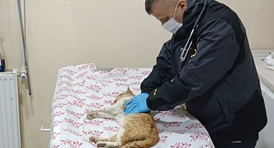 Merdiven boşluğuna düşen kedi kurtarıldı