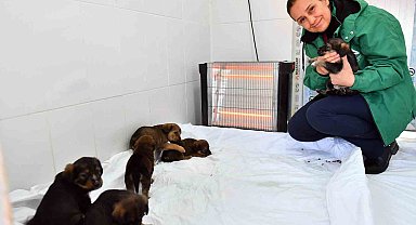 Mersin'de patili dostlar güvende