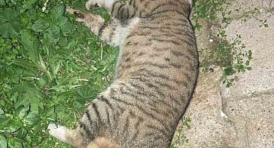 Milas'ta 1 köpek ve 2 kedinin zehirlendiği iddiası