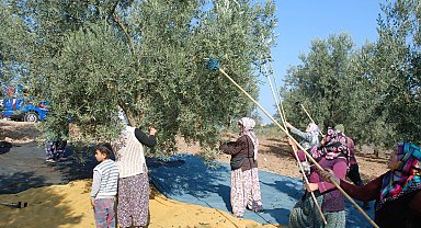 Mudanya'dan bu yıl 4 bin 500 ton zeytin çıktı