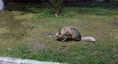 Müdavim tilki iş başında