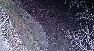 Nesli tükenme tehlikesi olan çizgili sırtlan, Gaziantep'te kameraya yakalandı