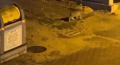 Nesli tükenmekte olan vaşak Bolu sokaklarında görüntülendi