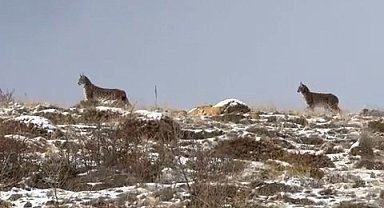 Niğde'de Nesli Tükenme Tehlikesi Altındaki Vaşak Görüntülendi