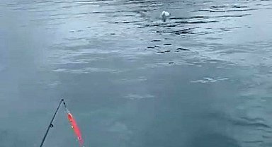 Oltaya balık yerine martı takıldı