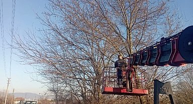 Olumsuz hava şartlarına karşı ağaçlar budanıyor