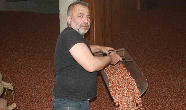 Ordu'da serbest piyasada fındık 105 liraya ulaştı