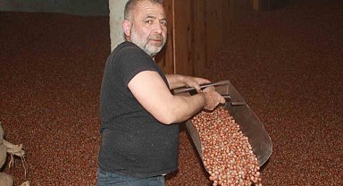 Ordu'da serbest piyasada fındık 105 liraya ulaştı