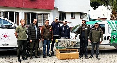 Osmaniye'de yasaklı kuş satan iş yerine 41 bin 817 TL para cezası