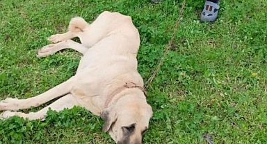 Otomobilin çarpıp kaçtığı köpek tedavi altına alındı