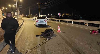 Otomobilin çarptığı inek telef oldu