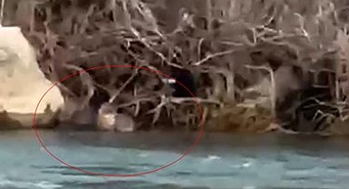 Pülümür Çayı'nda su samuru görüntülendi