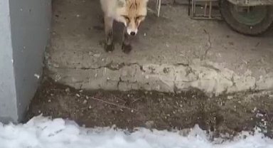 "Yeni kiracım" dediği tilkiyle dakikalarca sohbet etti