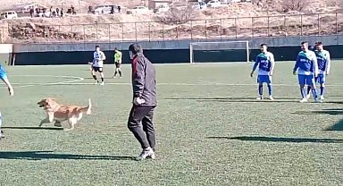 Sahaya giren köpek maçı durdurdu
