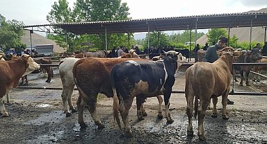 Şap hastalığı görüldü, hayvan pazarı kapatıldı