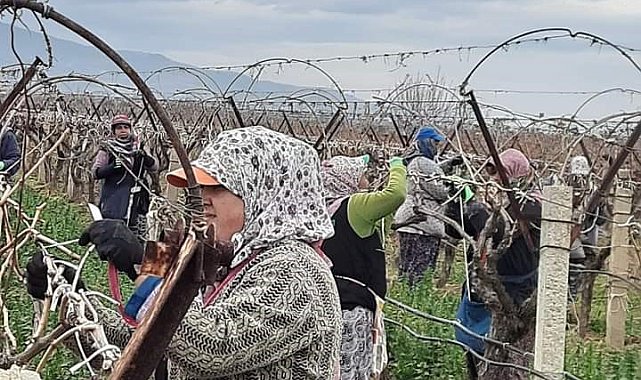 Sarıgöl Ovası binlerce kişinin ekmek kapısı oldu