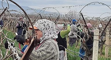 Sarıgöl Ovası binlerce kişinin ekmek kapısı oldu