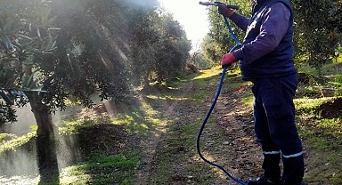 Sarıgöl'de hasadı biten zeytin bahçelerinde ilaçlama başladı