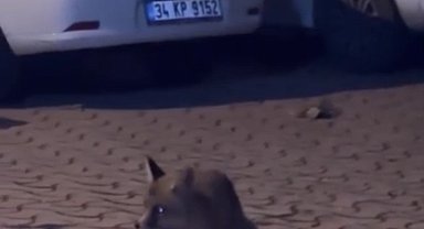 Şehir merkezinde karşılaştığı tilkiyi ıslık çalarak yanına çağırdı
