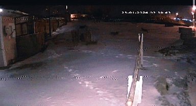 Şehre inen aç kurtlar köpeğe saldırdı