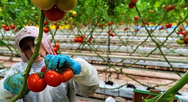 Seracılığın merkezi Hollanda'ya Manisa seralarından domates ihracatı