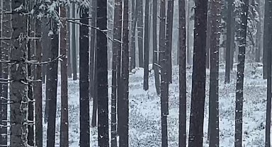 Sinop ormanlarında karacalar görüntülendi