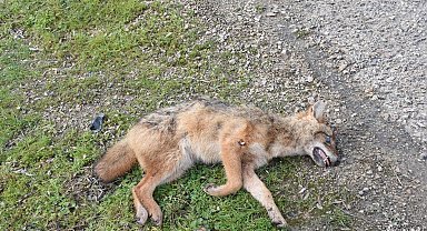 Sinop'ta kümeslere dadanan çakala otomobil çarptı