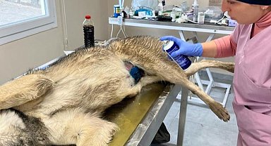 Şırnak Belediyesi sokak köpeklerini kısırlaştırıyor