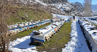 Şırnak'ta arılar kış uykusunda arıcılar nöbette