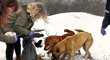 Şırnak'ta sokak hayvanları unutulmadı