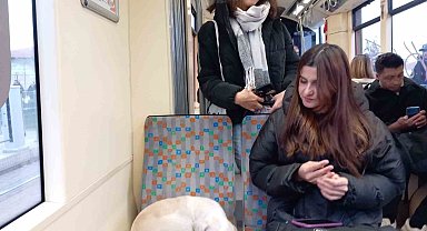 Soğukta üşüyen köpek sıcak tramvaya sığındı