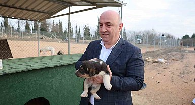 Sokak hayvanları Darıca'da güvenli barınağa kavuştu