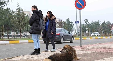 Sokak köpekleri için barınak ve çip vurgusu
