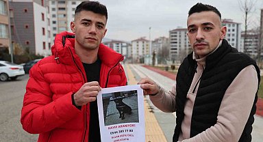 Sokak sokak gezerek köpeğini arıyor, bulana ödül verecek