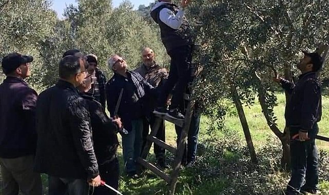 Söke İlçe Tarım ve Orman Müdürlüğü'nden zeytin üreticilerine 'budama' uyarısı