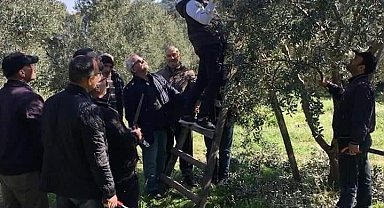 Söke İlçe Tarım ve Orman Müdürlüğü'nden zeytin üreticilerine 'budama' uyarısı