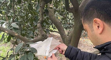 Söke'de zararlı sinek tuzakları kontrol edildi