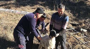 Su kuyusuna düşen küçükbaş hayvan kurtarıldı