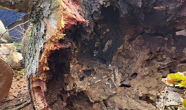 Tartışmalara sebep olan ölümcül Çınar kanseri İstanbul'dan sonra Denizli'de tespit edildi