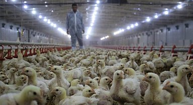 Tavuk yumurtası üretimi yüzde 2 azaldı