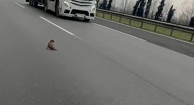 TEM'de şahin kurtarma operasyonu