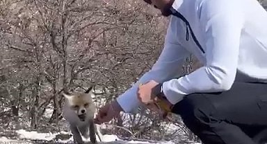 Tilkiye elleriyle çubuk kraker yedirdi