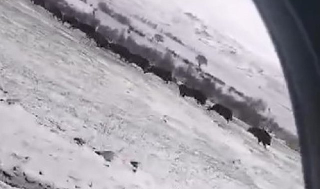 Tokat'ta domuz sürüsü görüntülendi