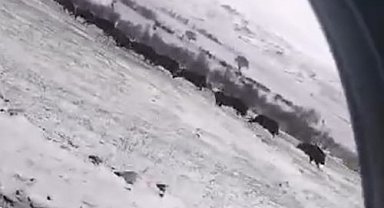 Tokat'ta domuz sürüsü görüntülendi