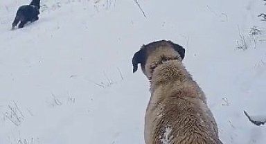Tokatlı çobanın zorlu kış mesaisi