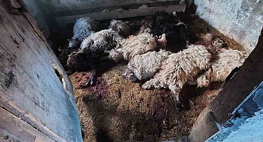 Trabzon'un Araklı ilçesinde kurt dehşeti sürüyor