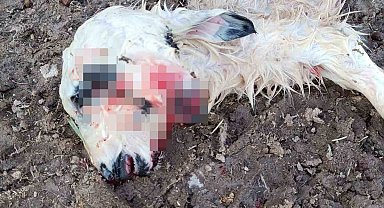 Tunceli'de çift başlı kuzu dünyaya geldi