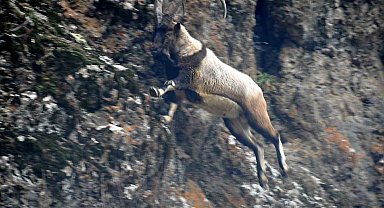 Tunceli'de karlı zirvelerde yiyecek arayan yaban keçileri görüntülendi