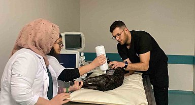 Türkiye'nin en büyük hayvan hastanesi 724 hizmette
